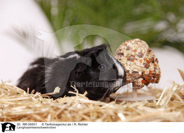 Langhaarmeerschweinchen / longhaired guinea pig / RR-39501