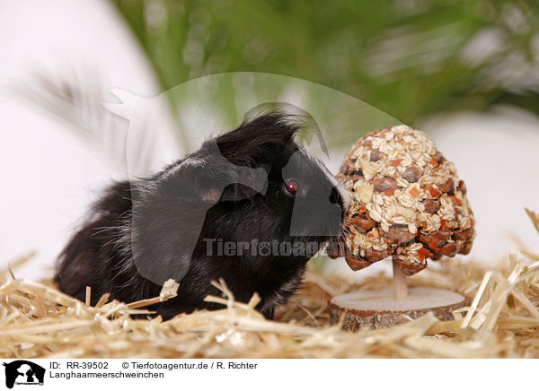 Langhaarmeerschweinchen / longhaired guinea pig / RR-39502