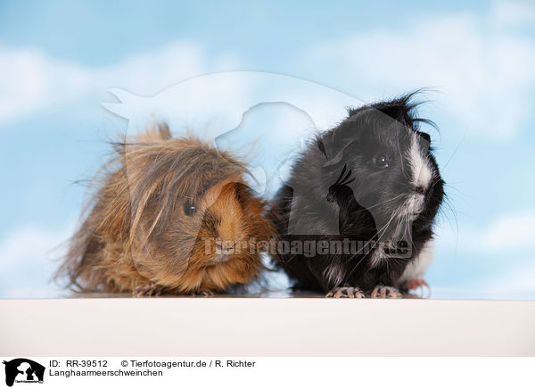 Langhaarmeerschweinchen / longhaired guinea pig / RR-39512