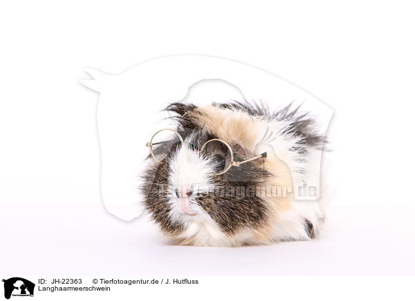 Langhaarmeerschwein / longhaired guinea pig / JH-22363