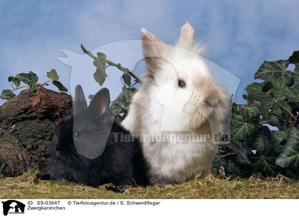 Zwergkaninchen / dwarf rabbits / SS-03647