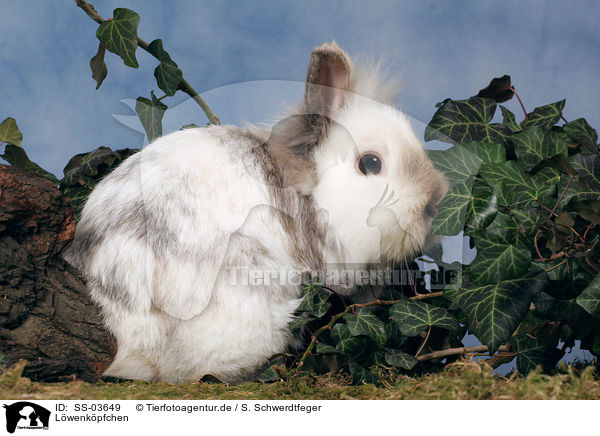 Lwenkpfchen / lion-headed rabbit / SS-03649