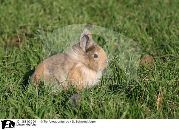 Lwenkpfchen / pygmy bunny / SS-03650