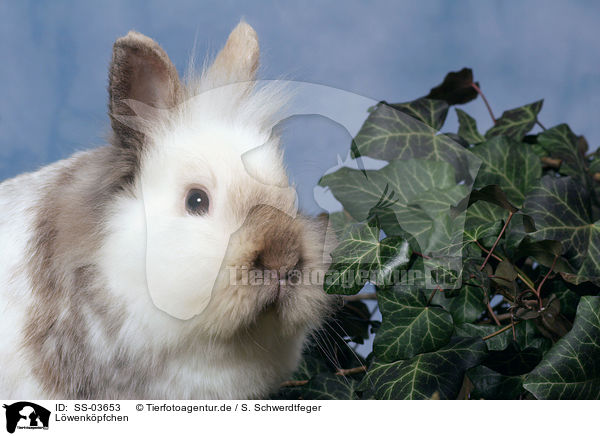 Lwenkpfchen / lion-headed rabbit / SS-03653