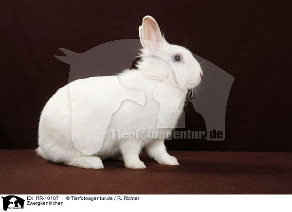 Zwergkaninchen / pygmy bunny / RR-10187
