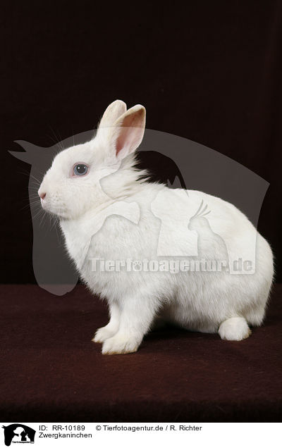 Zwergkaninchen / pygmy bunny / RR-10189