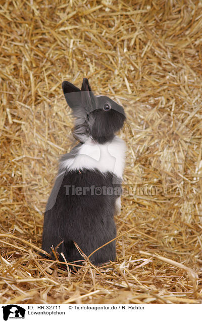 Lwenkpfchen / lionhead rabbit / RR-32711