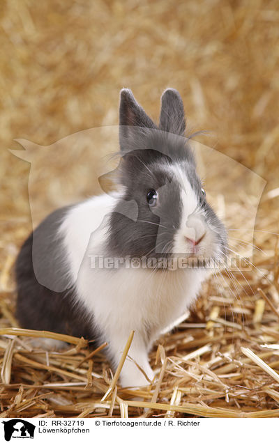 Lwenkpfchen / lionhead rabbit / RR-32719