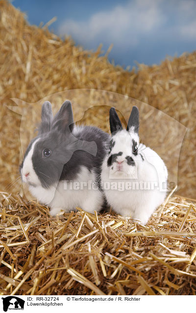 Lwenkpfchen / lionhead rabbit / RR-32724