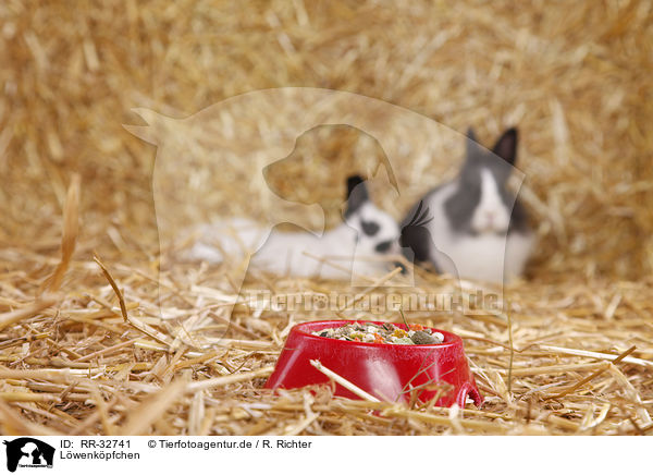 Lwenkpfchen / lionhead rabbit / RR-32741