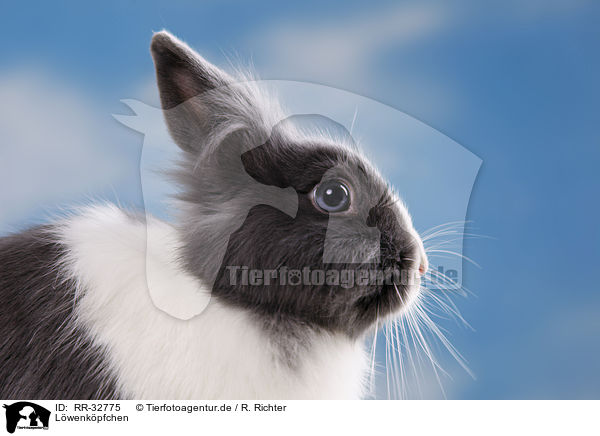 Lwenkpfchen / lionhead rabbit / RR-32775