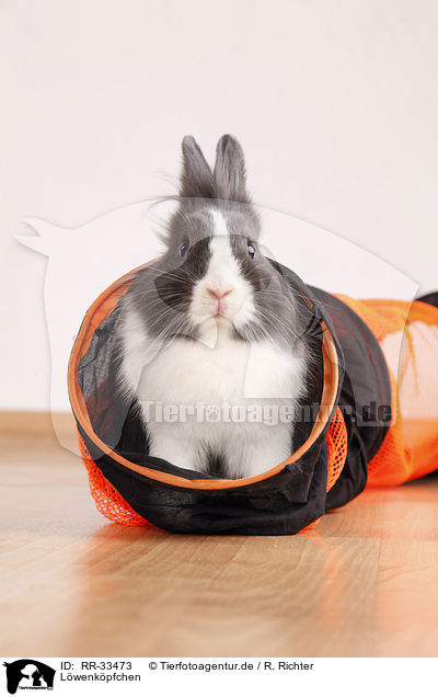 Lwenkpfchen / lionhead rabbit / RR-33473