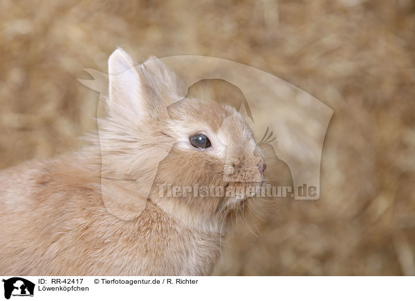Lwenkpfchen / lion-headed rabbit / RR-42417
