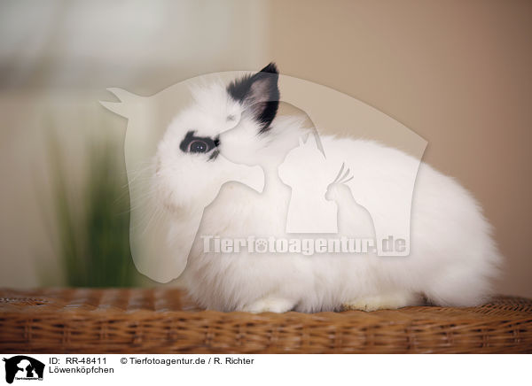 Lwenkpfchen / lion-headed rabbit / RR-48411