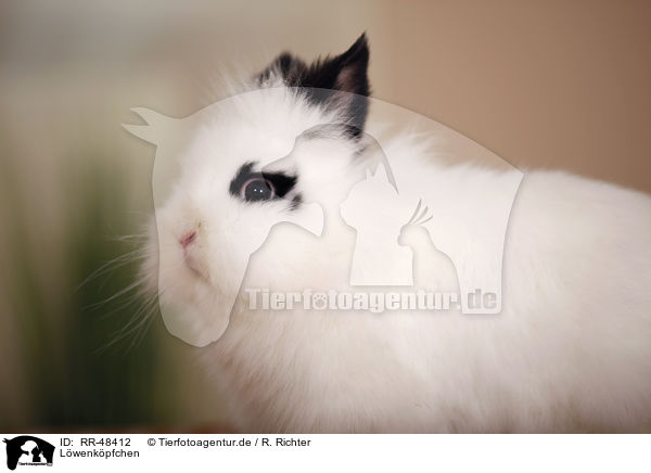 Lwenkpfchen / lion-headed rabbit / RR-48412