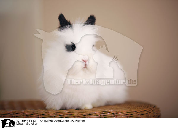 Lwenkpfchen / lion-headed rabbit / RR-48413