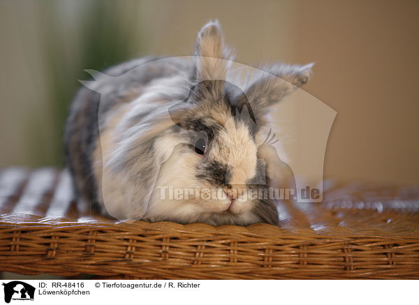 Lwenkpfchen / lion-headed rabbit / RR-48416