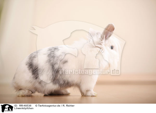 Lwenkpfchen / lion-headed rabbit / RR-48536