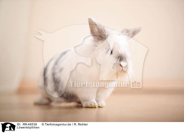 Lwenkpfchen / lion-headed rabbit / RR-48538