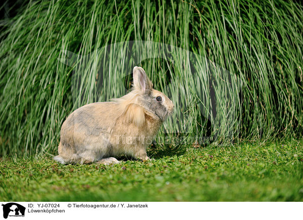Lwenkpfchen / lion-headed rabbit / YJ-07024