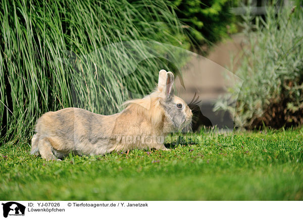 Lwenkpfchen / lion-headed rabbit / YJ-07026