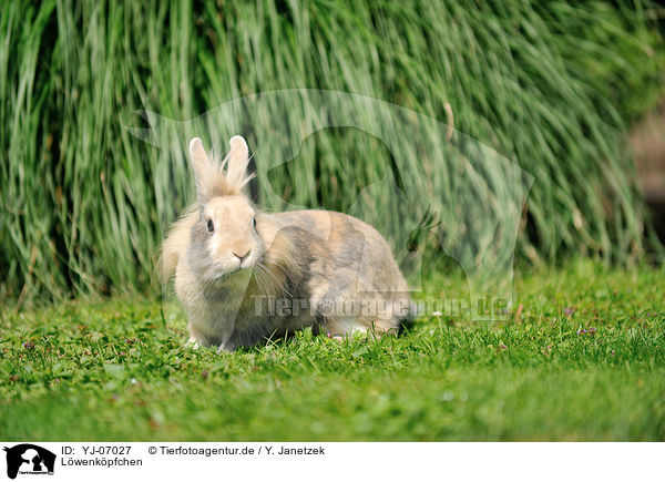 Lwenkpfchen / lion-headed rabbit / YJ-07027