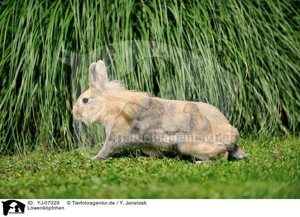 Lwenkpfchen / lion-headed rabbit / YJ-07029