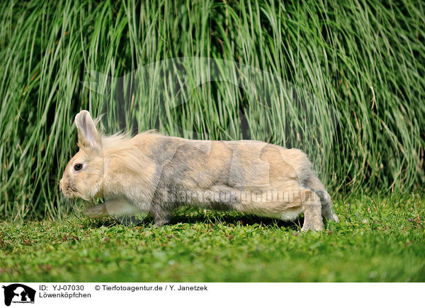 Lwenkpfchen / lion-headed rabbit / YJ-07030