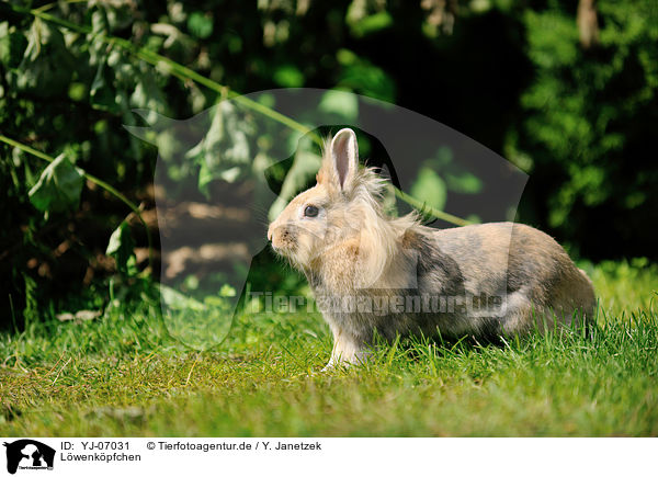 Lwenkpfchen / lion-headed rabbit / YJ-07031