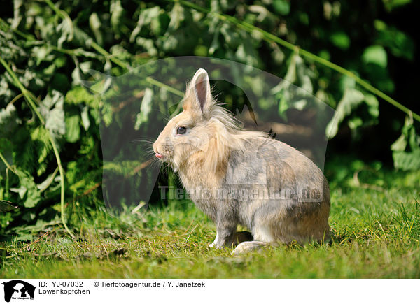 Lwenkpfchen / lion-headed rabbit / YJ-07032