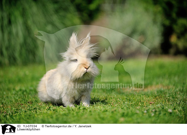 Lwenkpfchen / lion-headed rabbit / YJ-07034