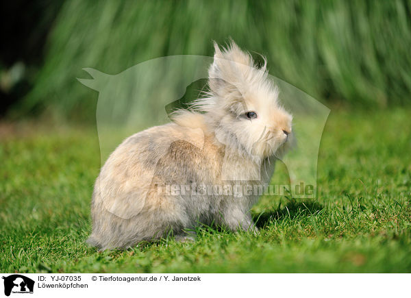 Lwenkpfchen / lion-headed rabbit / YJ-07035