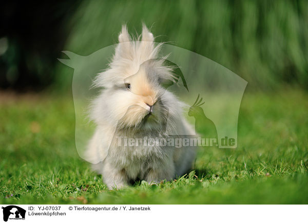 Lwenkpfchen / lion-headed rabbit / YJ-07037