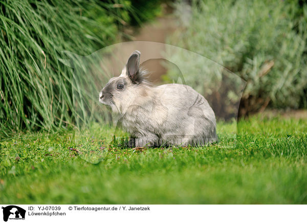 Lwenkpfchen / lion-headed rabbit / YJ-07039
