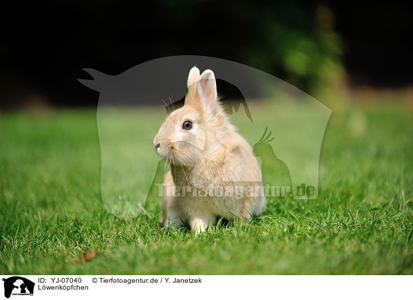 Lwenkpfchen / lion-headed rabbit / YJ-07040