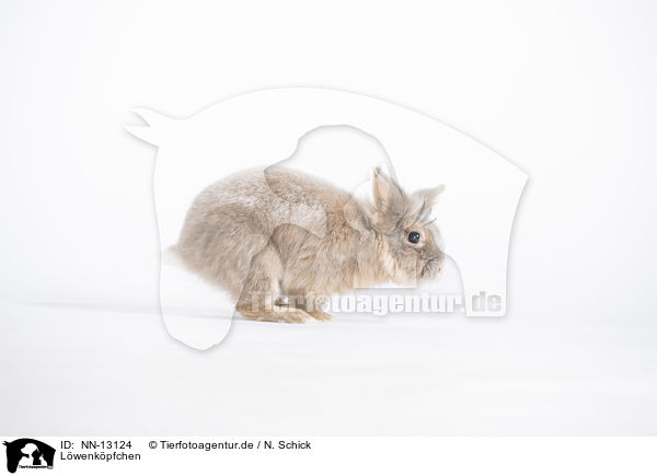 Lwenkpfchen / lion-headed bunny / NN-13124