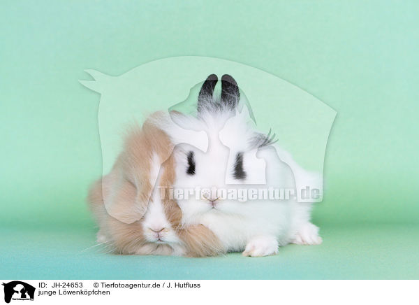 junge Lwenkpfchen / young lion-headed rabbits / JH-24653