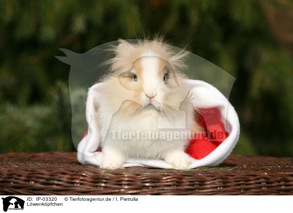 Lwenkpfchen / lion-headed rabbit / IP-03320