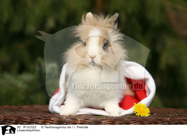 Lwenkpfchen / lion-headed rabbit / IP-03322
