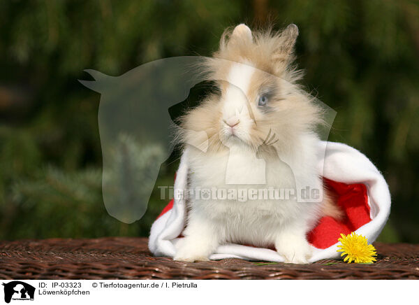 Lwenkpfchen / lion-headed rabbit / IP-03323