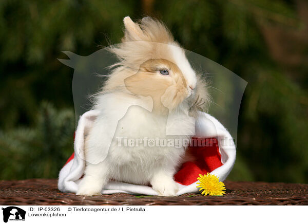 Lwenkpfchen / lion-headed rabbit / IP-03326