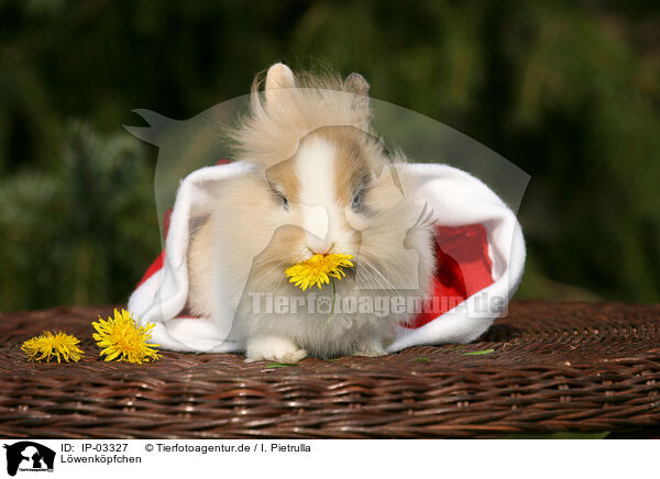Lwenkpfchen / lion-headed rabbit / IP-03327