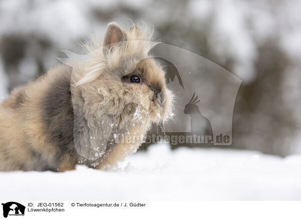 Lwenkpfchen / Lion-headed Rabbit / JEG-01562
