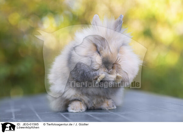 Lwenkpfchen / Lion-headed Rabbit / JEG-01585