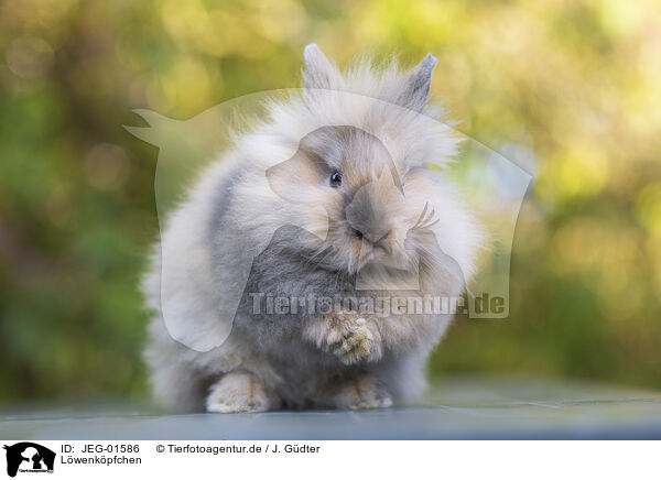 Lwenkpfchen / Lion-headed Rabbit / JEG-01586