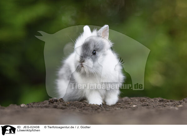 Lwenkpfchen / lion-headed rabbit / JEG-02408