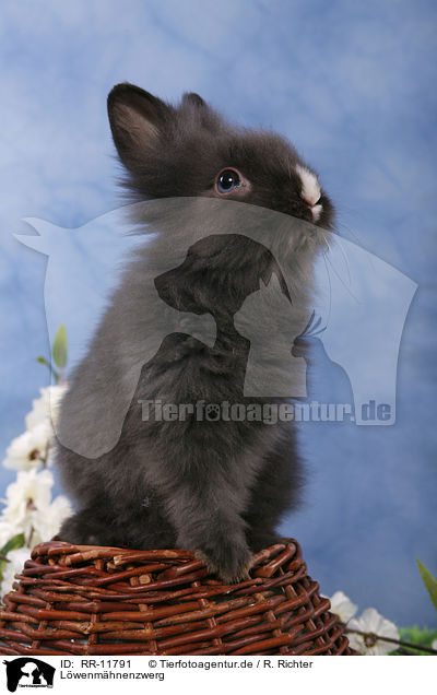 Lwenmhnenzwerg / pygmy bunny / RR-11791