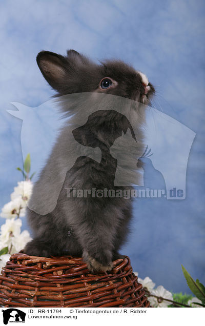 Lwenmhnenzwerg / pygmy bunny / RR-11794