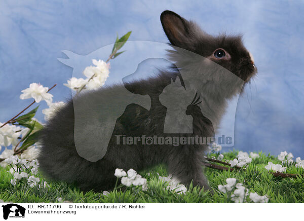 Lwenmhnenzwerg / pygmy bunny / RR-11796