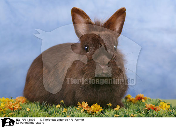 Lwenmhnenzwerg / pygmy bunny / RR-11803